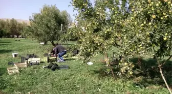 Gürpınar'da Elma Hasadı Başladı