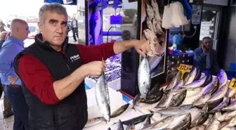Trabzon'da Palamutta Sezonun En Verimsiz Günü Yaşanıyor