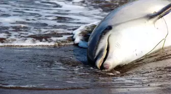 Kuyruğu Kesik Ölü Yunus Karaya Vurdu