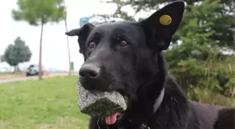 Yavrularını Kaybeden Köpek, 3 Yıldır Ağzında Taşla Geziyor