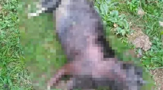 Kocaeli'de Yakılmış Kedi Bulundu