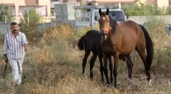 Çalındı Denilen İngiliz Atı ve Yavrusu Bulundu