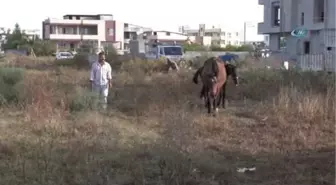 Çalındı Denilen İngiliz Atı ve Yavrusu Bulundu