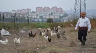 Bu Tavuklar Kene Düşmanı