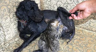 Köpek Yavru Kediyi Emzirip, Annelik Yapıyor