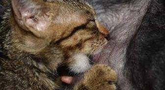 Öğretmenin Bakımını Üstlendiği Köpek, Yavru Kediye Annelik Yapıyor