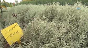 Bursa'nın Hem Havası, Hem Manzarası Aromatik Bitkilerle Değişecek