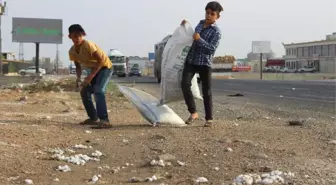 Yola Saçılan Pamuklar Geçim Kaynağı Oldu