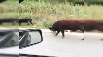 Giresun'da İneklere İşkence Gibi Uygulama ile İlgili İnceleme Başlatıldı