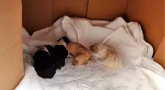 Köpek ve 4 Yavrusu, Beton Su Borusu Kırılarak Kurtarıldı