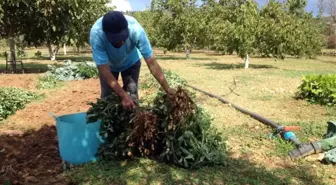 Menteşe'de Yer Fıstığı Üretimi Başladı