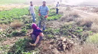 Yazıhan Ovasında Pancar Hasadı Başladı