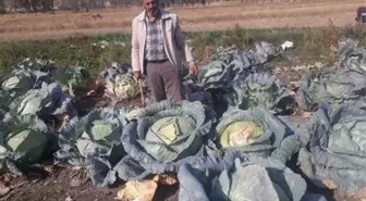 Yozgat'ın Organik Dev Lahanaları Görenleri Şaşırtıyor