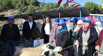 Aydın Büyükşehir Belediyesi 70 Aileye Sakız Koyunu Hibe Etti