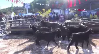 Aydınlı Kadın Çiftçiler Koyun Sahibi Oldu