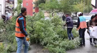 Erzurum'da Kuvvetli Rüzgar Ağaç Devirdi