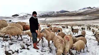 Erzincan'da Kar Nedeniyle Koyun Sürüleri Yaylada Mahsur Kaldı