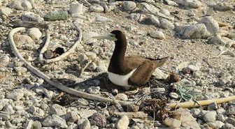 Pasifikteki Deniz Kuşları Yuva Yapmak İçin Plastik Kullanıyor
