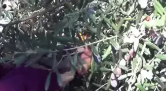 Ayvalık'ta Zeytin Hasadı Coşkusu