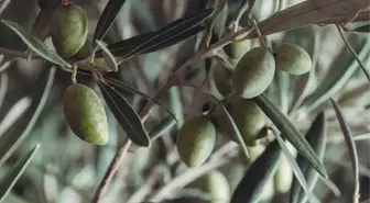 Kuşadası'nda Zeytin Festivali Düzenleniyor