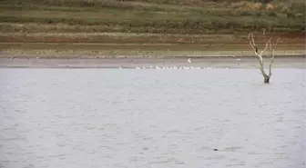 Sazlıdere Baraj Gölü'nde Kuşların Dansı Kamerada