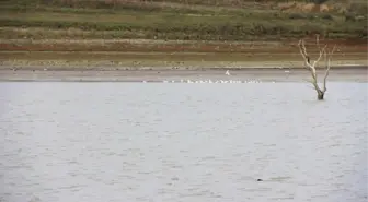 Sazlıdere Baraj Gölü'nde Kuşların Dansı Kamerada