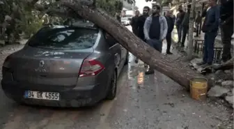 Van'da Şiddetli Rüzgarda Ağaç Otomobilin Üzerine Düştü