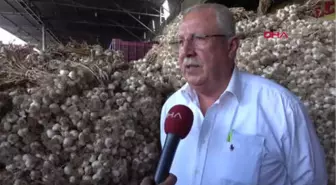 Adana Talep Görmeyen Sarımsaklar Çöpe Gidiyor