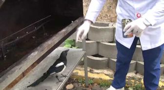 Saksağan Kendisini Tedavi Eden Veterinerden Ayrılamıyor