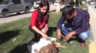 Yaralı Köpeğin Üstünü Hırkası ile Örttü