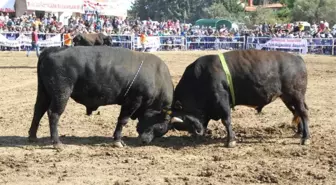 20 Aylık Bebek 185 Bine Güreş Ağası Oldu