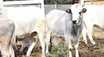Klon Sığırlar' Torunlarının Çocuklarını Gördü