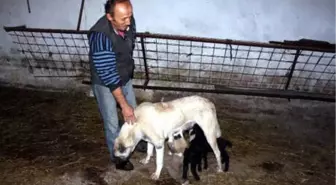 Kangal Köpeği 'Kezban', Kuzulara da Annelik Yapıyor