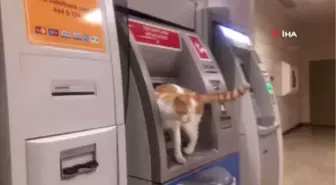 Atm'ye Çıkan Sevimli Kedi İlgi Odağı Oldu