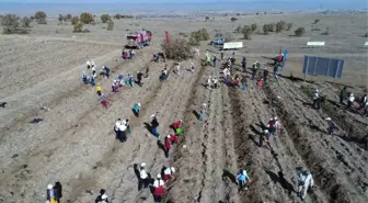 Fidanlar, Fidanlarla Büyüyor' Projesi ile Bin Fidan Toprakla Buluştu