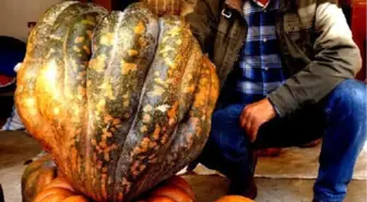 33,5 Kiloluk Bal Kabağı