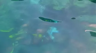 İTÜ ve Acu Sualtı Topluluğu Dalış İçin Marmaris'i Tercih Etti