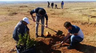 Öğrenciler, 15 Temmuz ve Afrin Şehitleri İçin Fidan Dikti