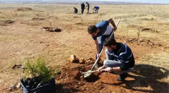 Üniversite Öğrencileri, 15 Temmuz ve Afrin Şehitleri İçin Fidan Dikti