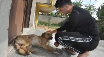 Arabanın Çarptığı Köpeğe Belediye Sahip Çıktı