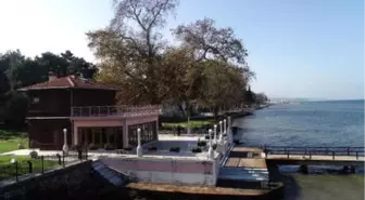 Atatürk'ün, Dalı Kesilmesin Diye Köşkü Taşıttığı Çınar Ağacı 400 Yaşında