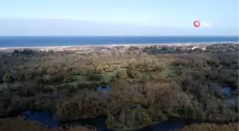 Karacabey Longoz'u Sonbaharda Havadan Görüntülendi