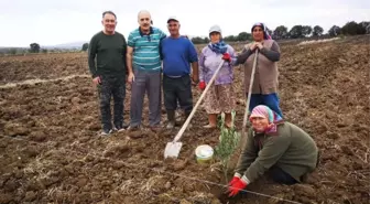 Gönen'de Zeytinler Dikiliyor, Yüzler Gülüyor
