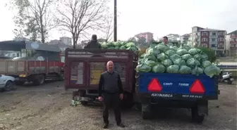 Kaynarca Lahanası Pazara İndi