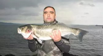 Zıpkınla 10 Kiloluk Levrek Avladı
