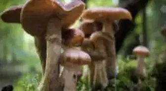 Son Dönemin Kabusu: Mantar Zehirlenmeleri!