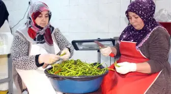 Ağrılı Kadınlar Günde 1,5 Ton Turşu Üretiyor