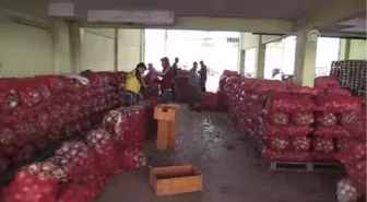 Spekülatörlerin Soğandaki Fiyat Oyunu Bozuldu'