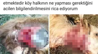 Adana'da Kurtlar Küçükbaş Hayvanlara Saldırdı