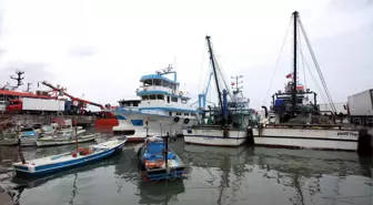 Akçakoca'da Hamsi Bolluğu